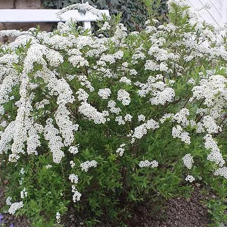 три горішки