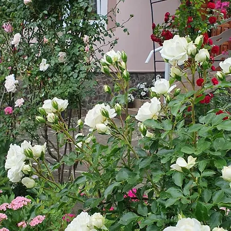 три горішки * ירמכה